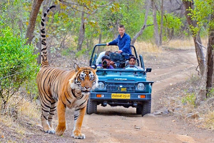 golden triangle with ranthambore national park tour package, golden triangle coverning delhi, agra, ranthambore and jaipur